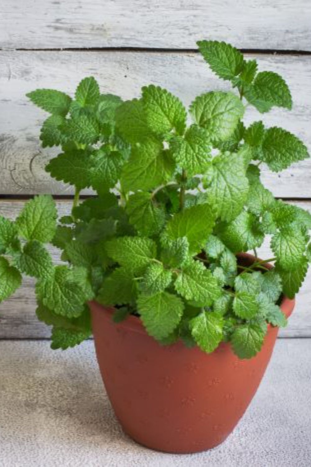 Spearmint (Pudina Plant) – Mr Gardenr