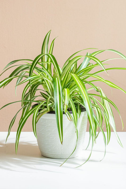 Spider plant