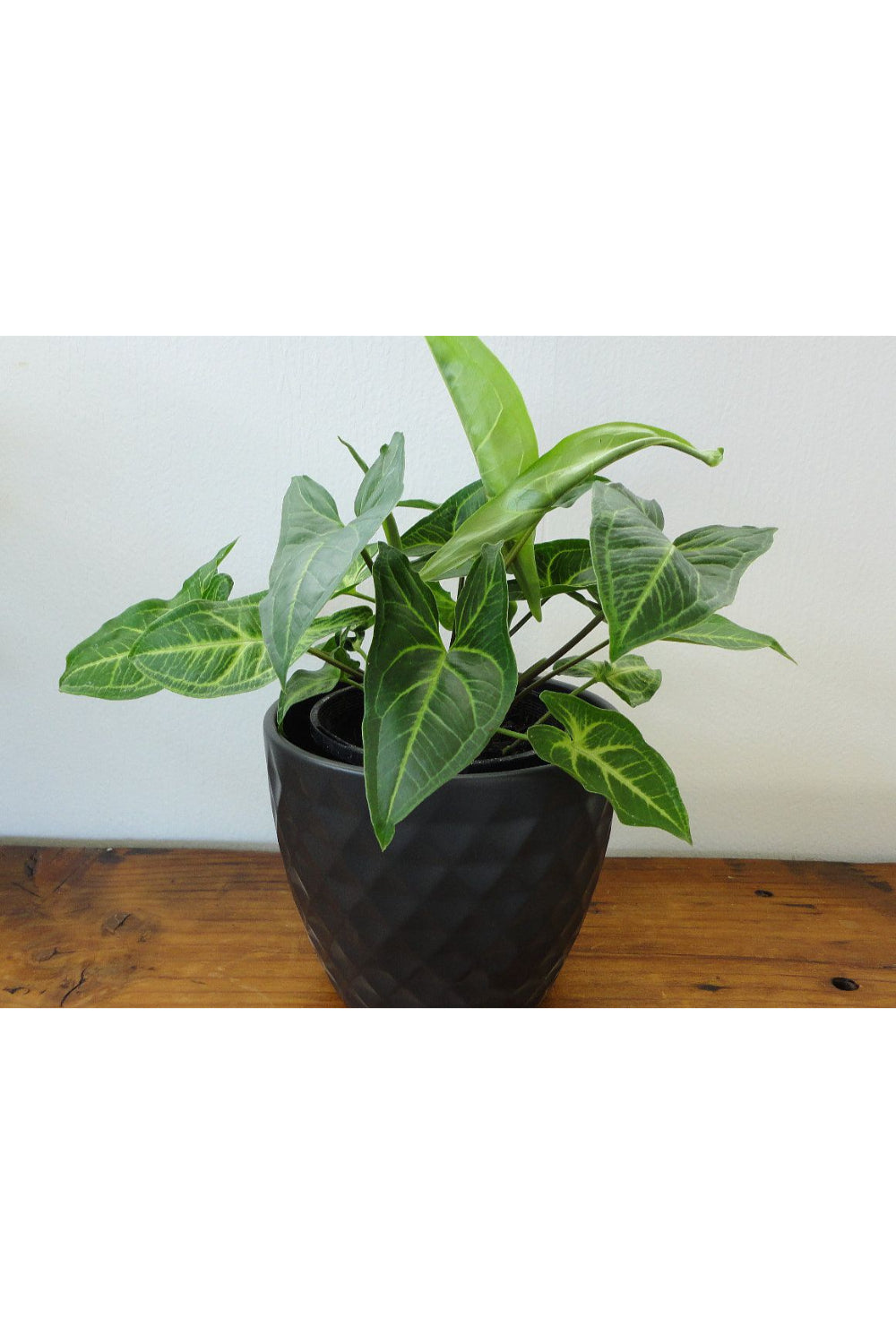 Syngonium green