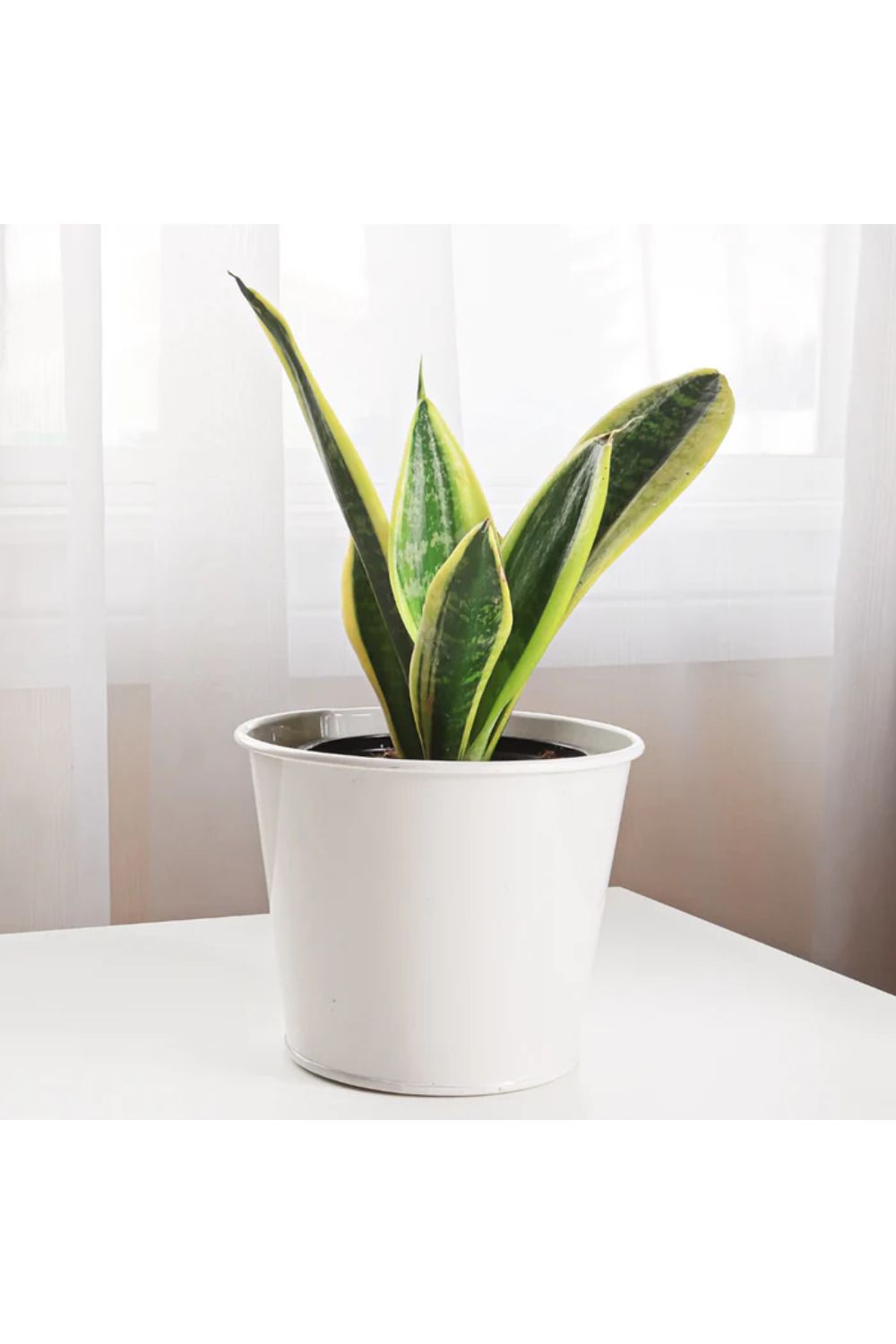 Snake plant