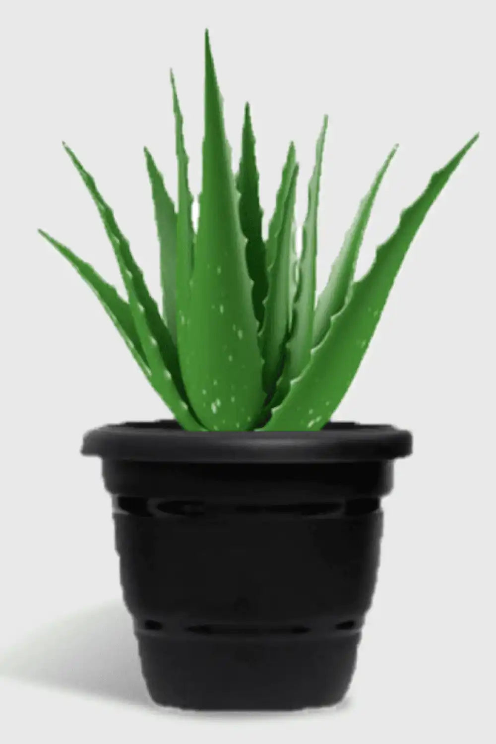 Aloe Vera Plant