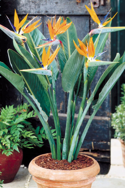 Crane Flower (Bird Of Paradise Plant)