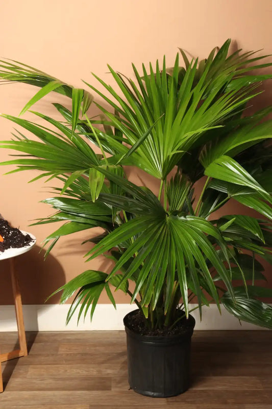 European Fan Palm Plant