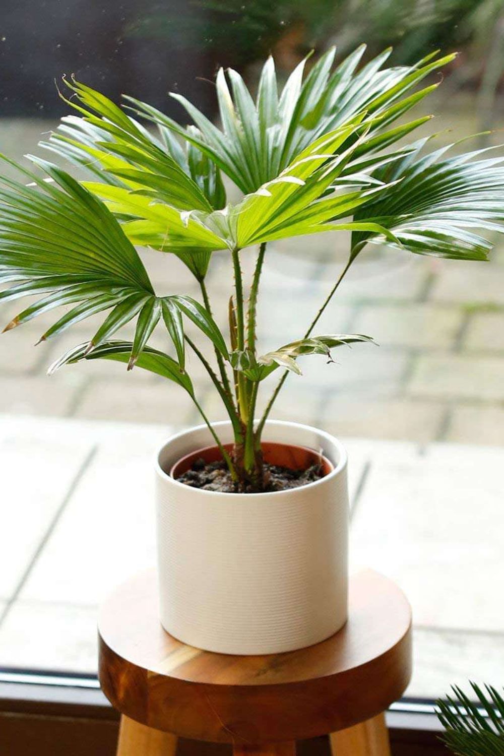 Giant Fan Palm Plant