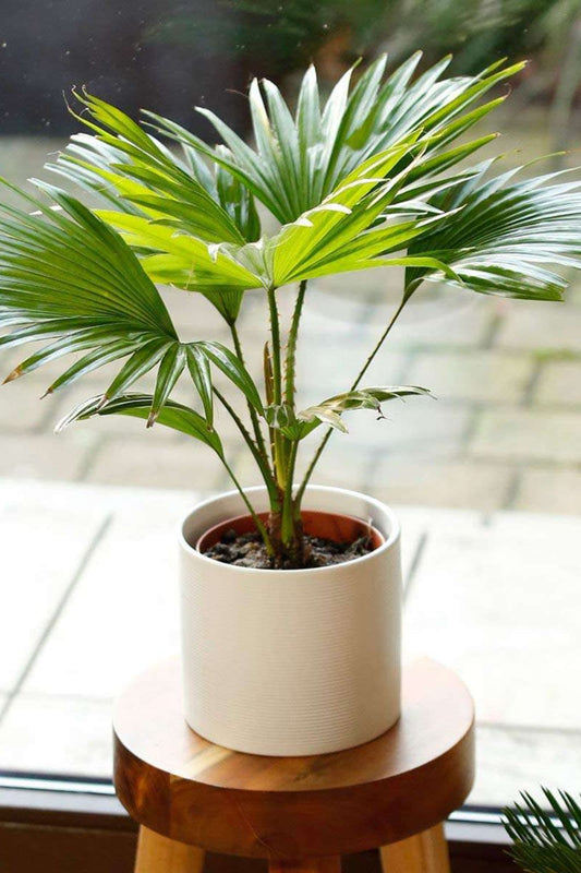 Giant Fan Palm Plant