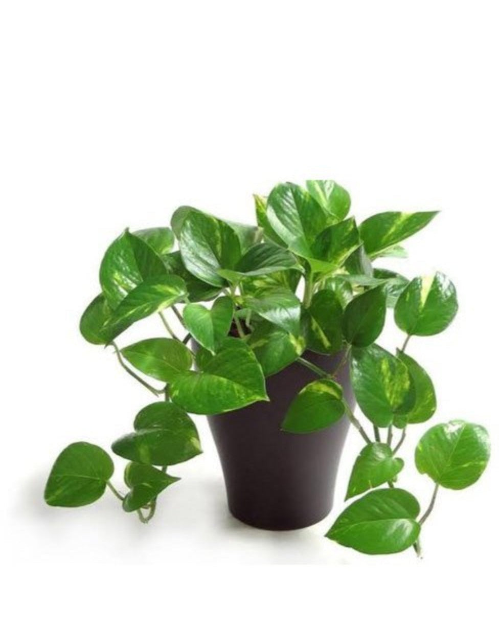 Green money plant