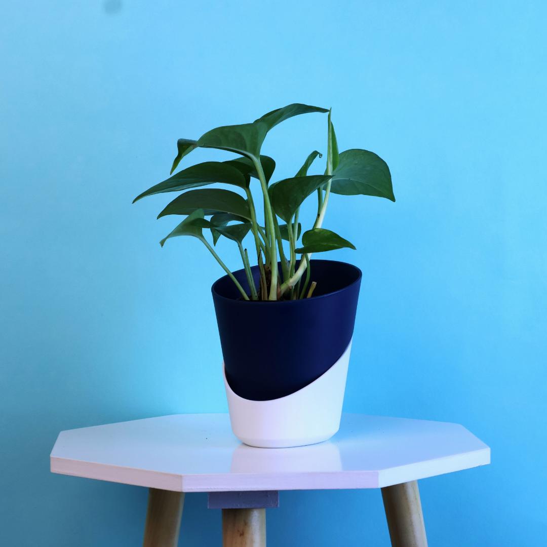 Green Money Plant