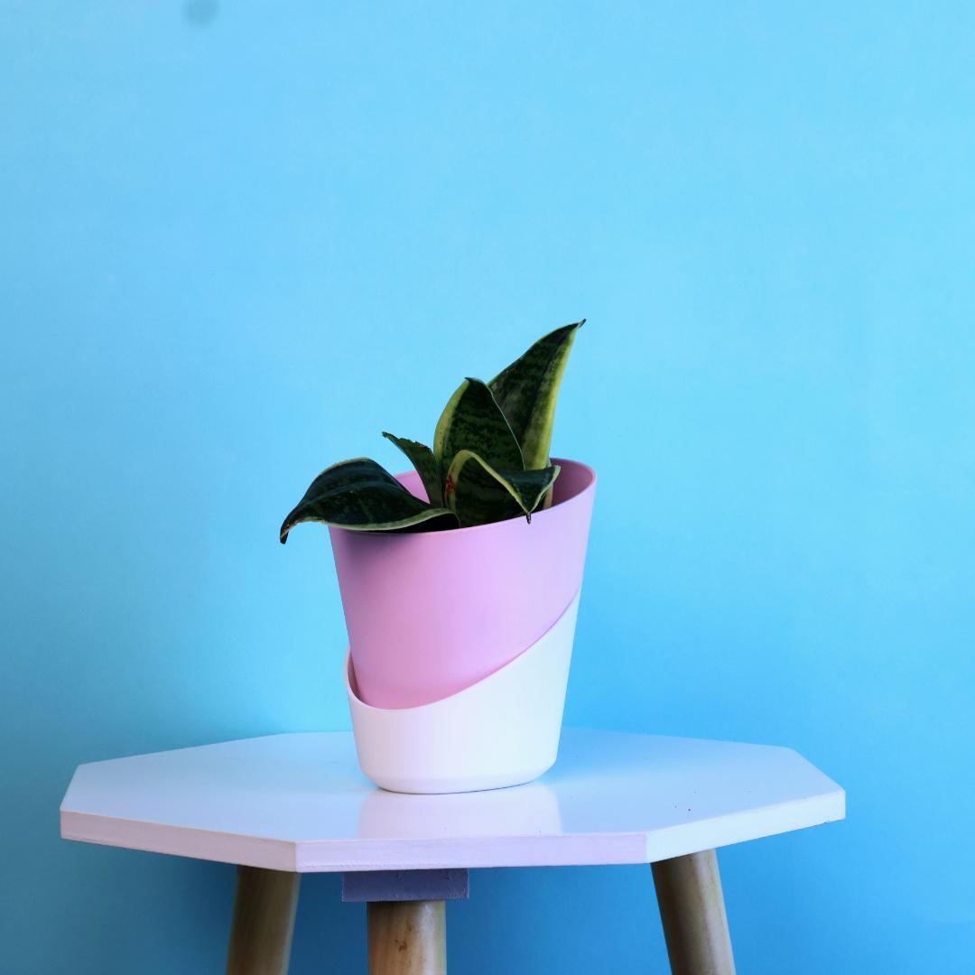 Golden Hahnii Snake Plant