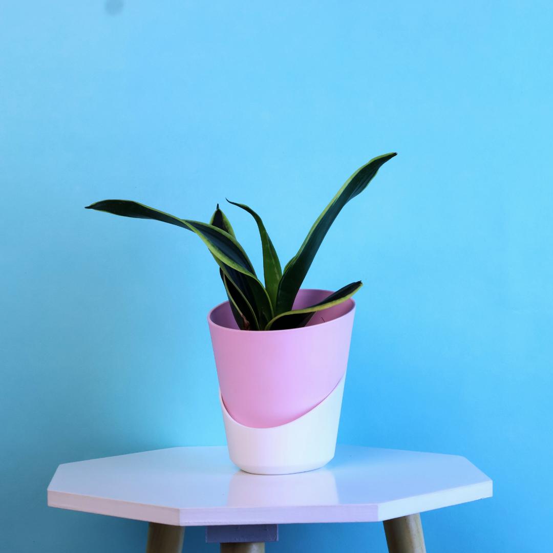 Sansevieria Gold Flame Snake Plant