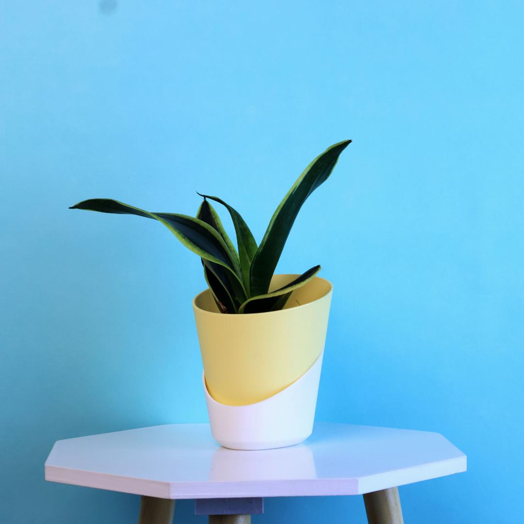 Sansevieria Gold Flame Snake Plant