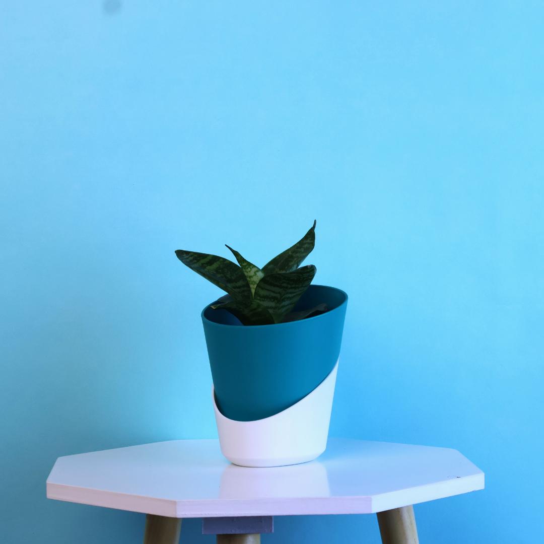 Green Snake Plant