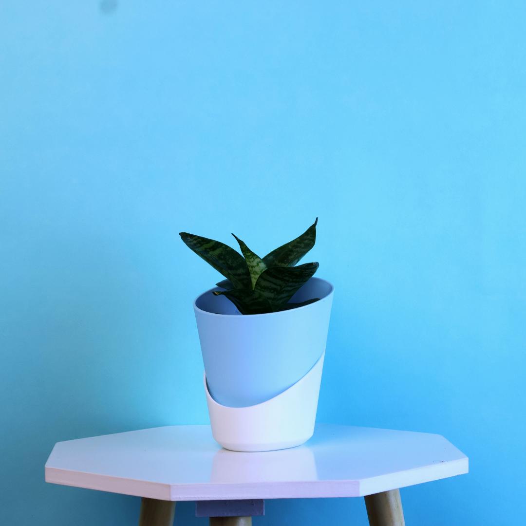 Green Snake Plant