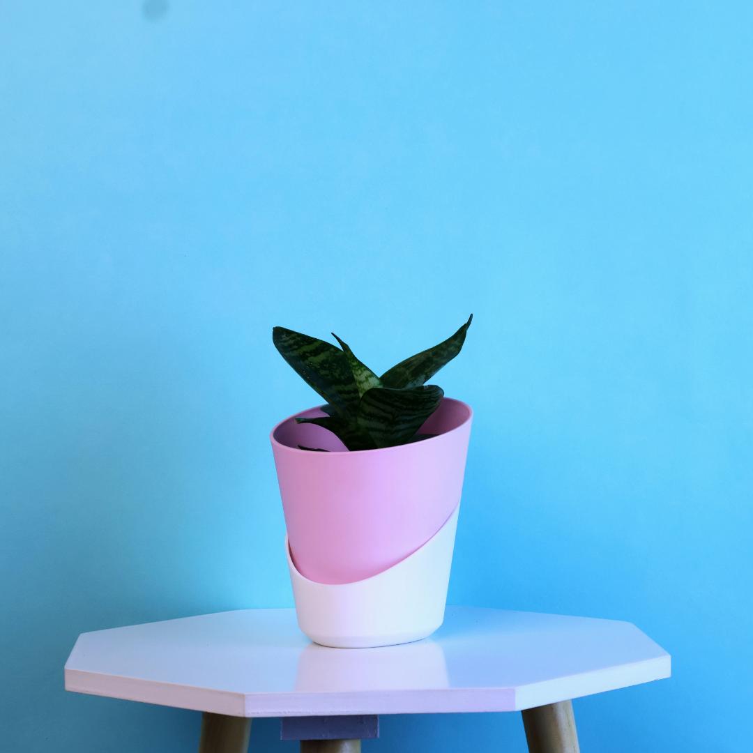 Green Snake Plant