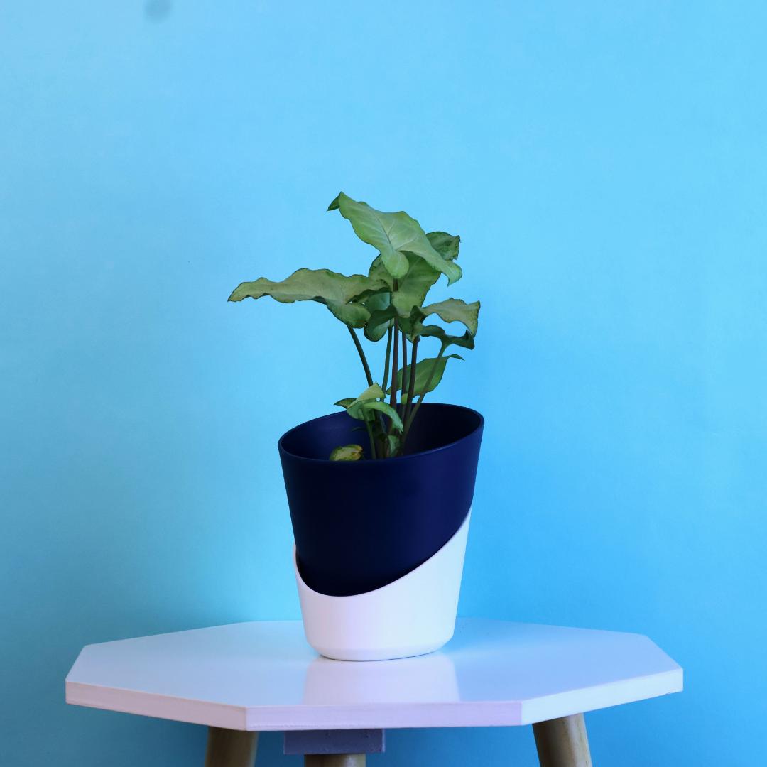 Syngonium Green Plant