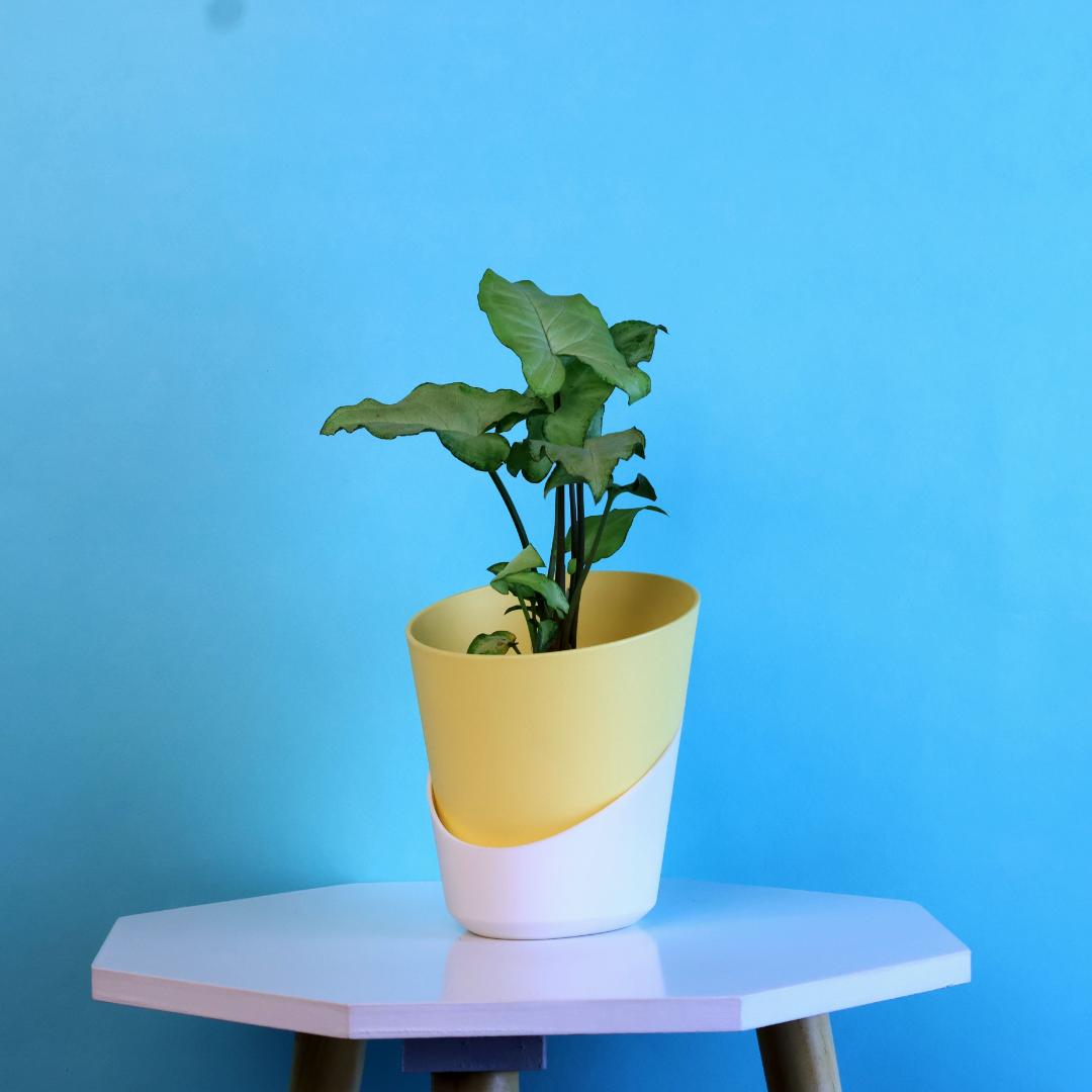 Syngonium Green Plant