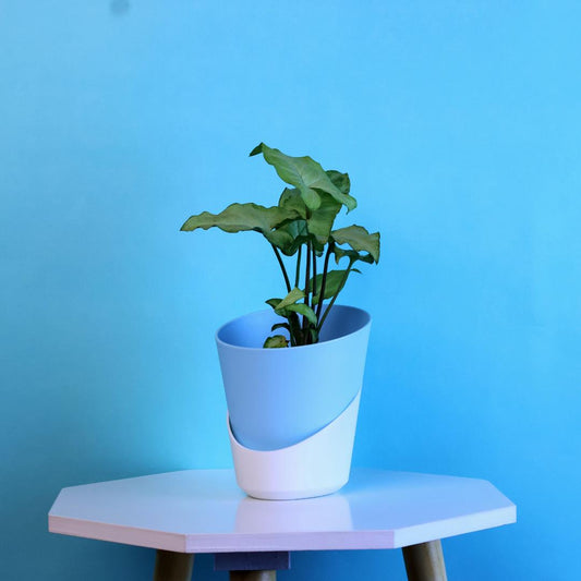 Syngonium Green Plant