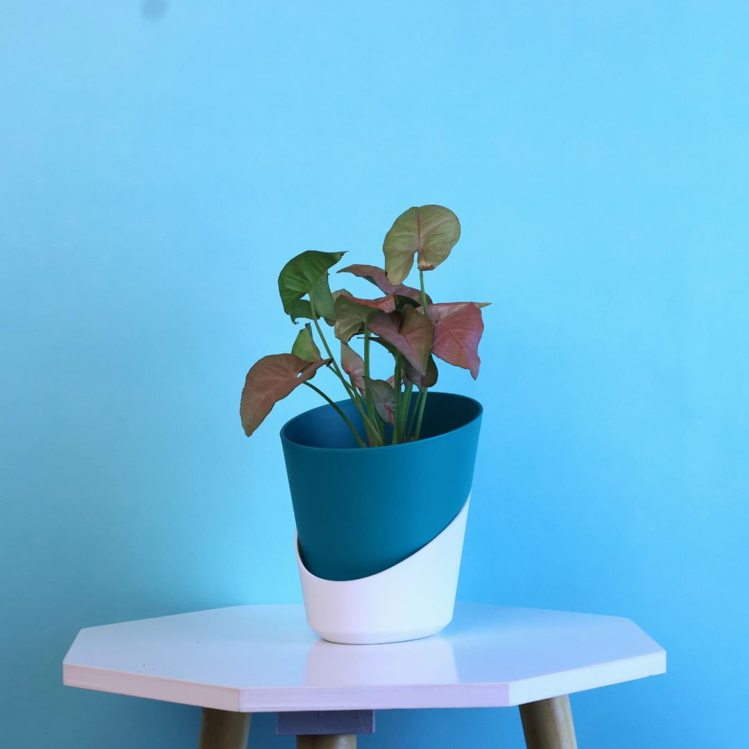 Syngonium Red Plant