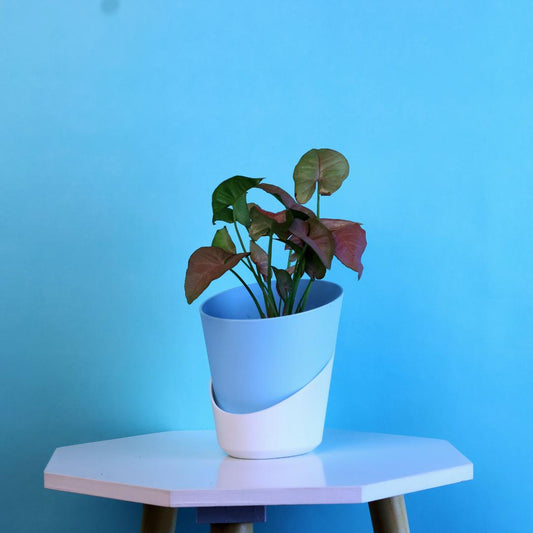 Syngonium Red Plant