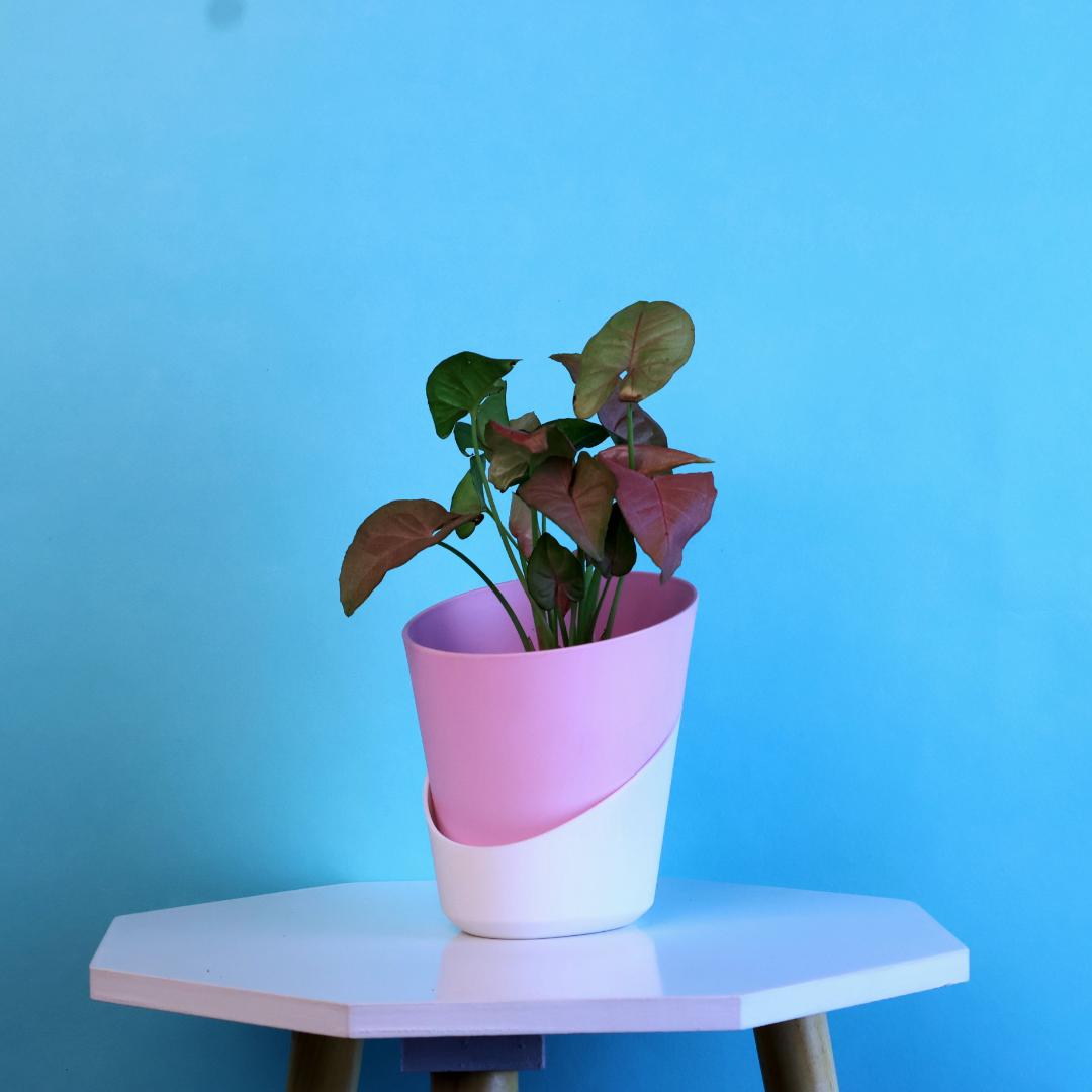 Syngonium Red Plant