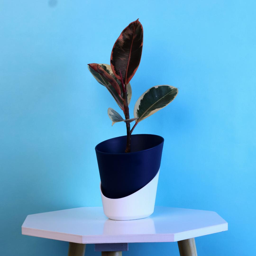 Variegated Rubber Plant