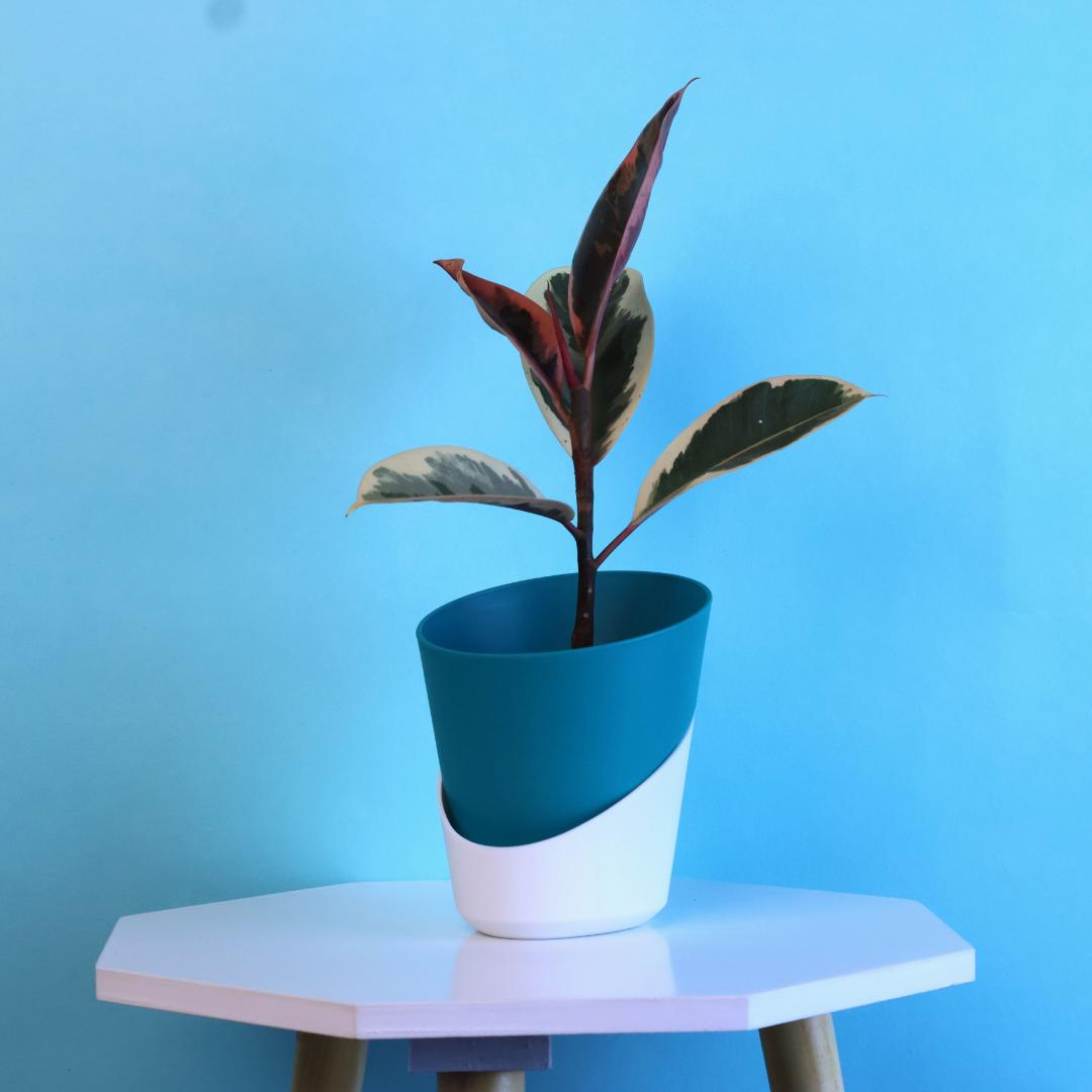 Variegated Rubber Plant