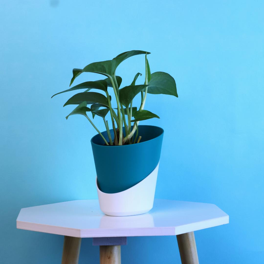 Green Money Plant