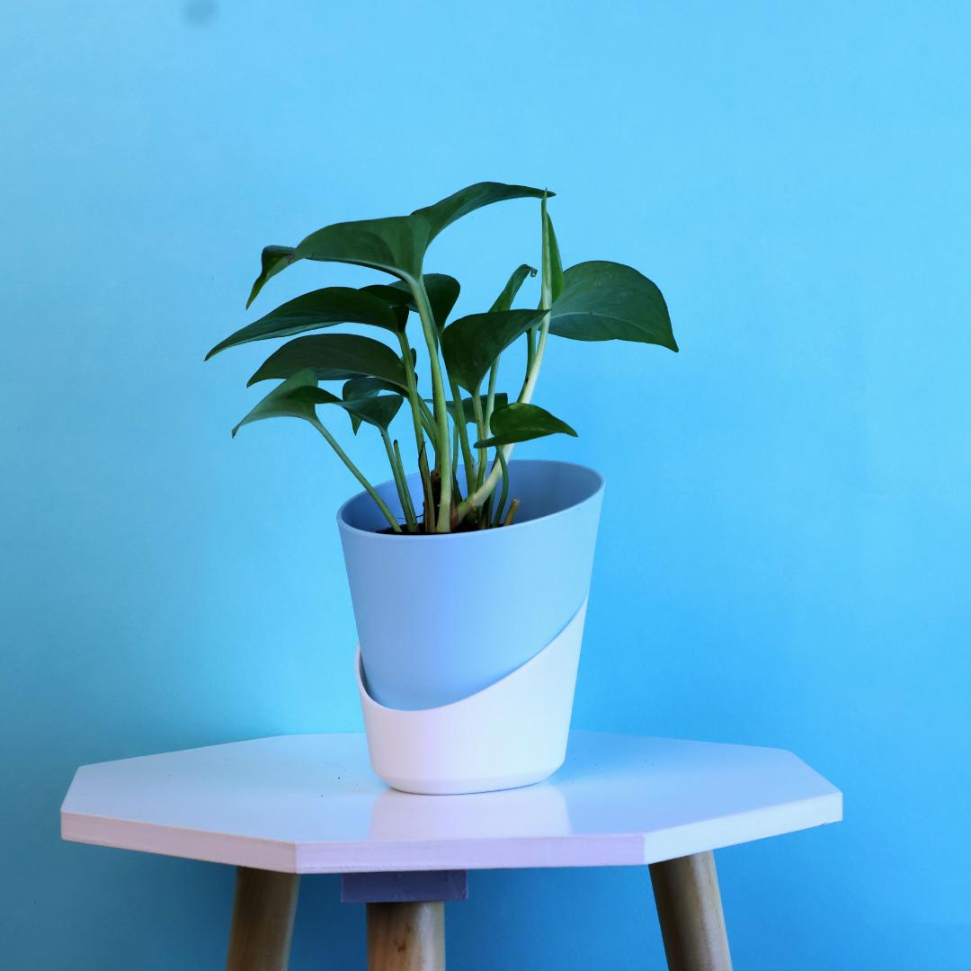 Green Money Plant