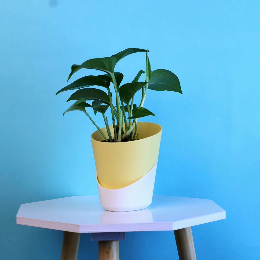 Green Money Plant