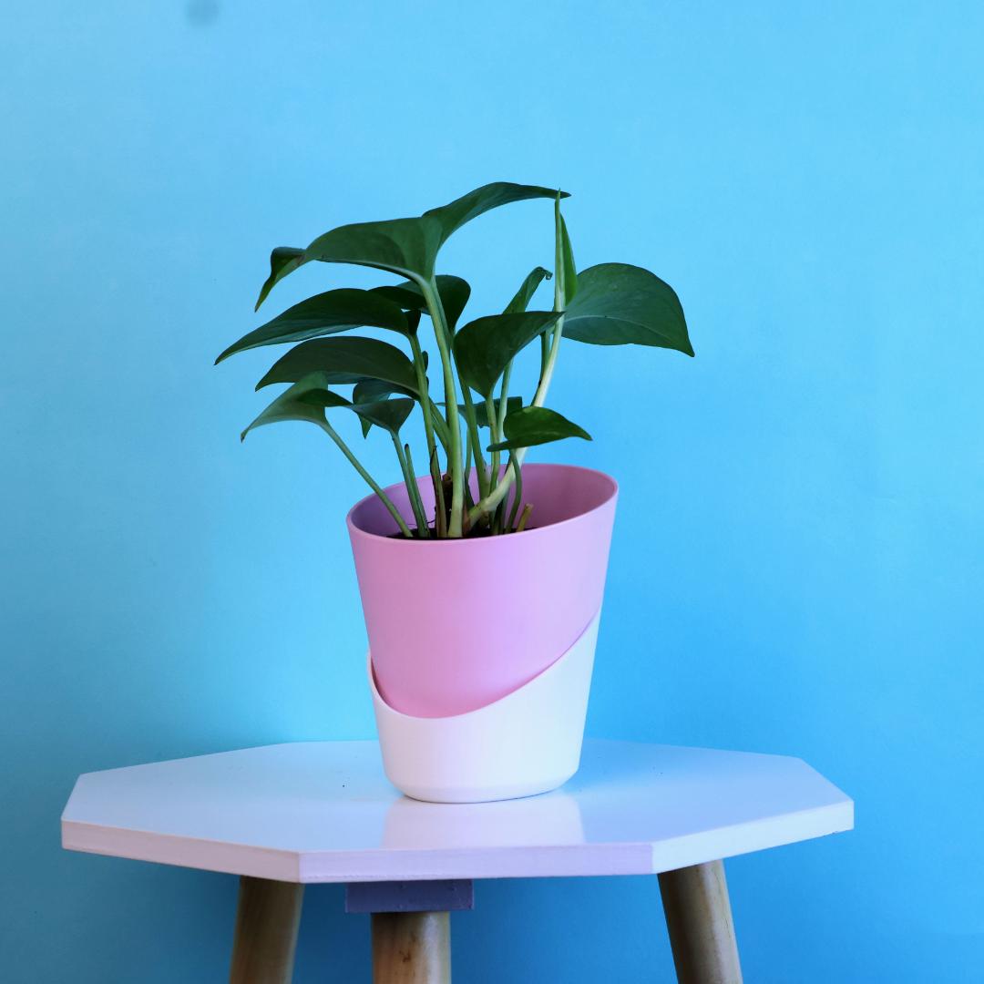 Green Money Plant