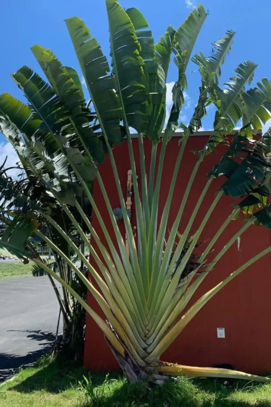 Traveller's Palm Plant